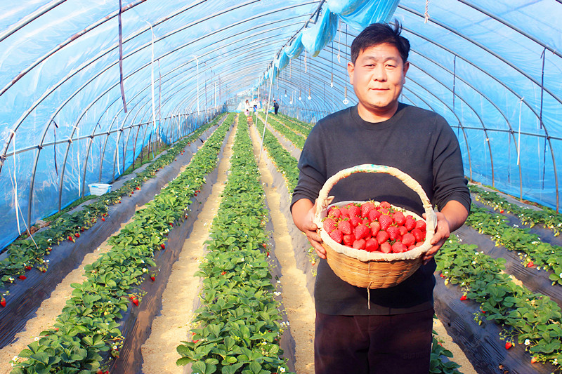 2025��ɽ�|��ݮ�a(ch��n)�I(y��)����A�M���_�����f���R�ϲ�ݮ�@��ժ�ý�